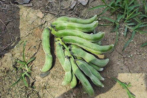 昆明斗南吃瓜,瓜果飘香，品味田园生活