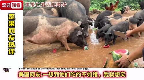 瓜给猪吃,猪儿美食新体验