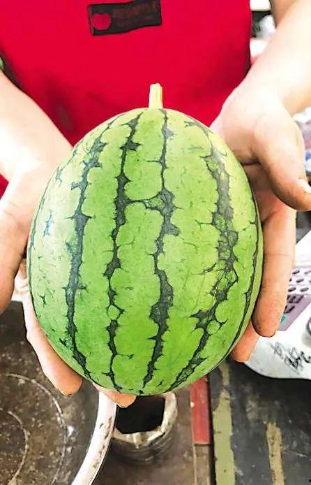 吃青岛瓜,夏日味蕾盛宴