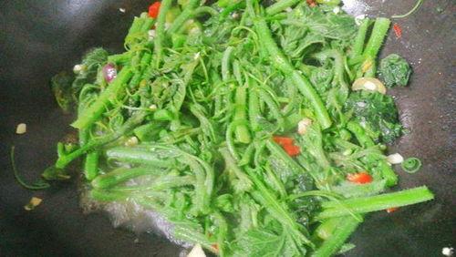 吃瓜种秧苗,播种绿色希望——秧苗成长记