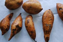 地薯瓜怎么吃,探索美味与营养的完美结合