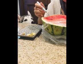 主人难受哈士奇吃瓜,暖萌瞬间治愈主人不适