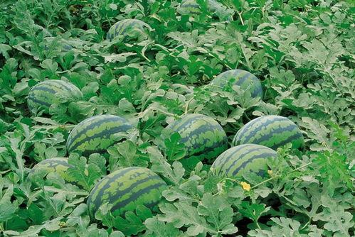 金菊瓜怎么吃,探索美味与营养的完美融合