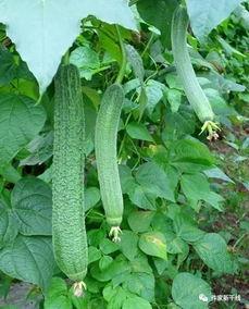 李瓜瓜吃瓜,揭秘娱乐圈幕后故事