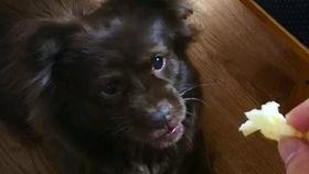 狗子吃瓜2,揭秘娱乐圈背后的秘密与真相