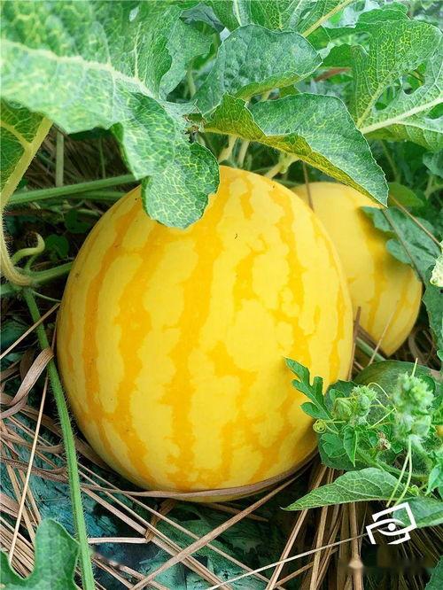 看美人吃瓜,一场视觉与味蕾的双重盛宴