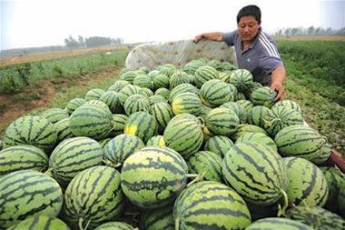 省委大院吃瓜事件,揭秘权力场中的“瓜田李下”