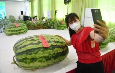 上海站吃瓜,一场热闹非凡的吃瓜盛宴