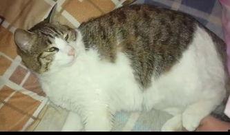 沉迷吃瓜的猫,揭秘沉迷吃瓜的猫的趣味生活