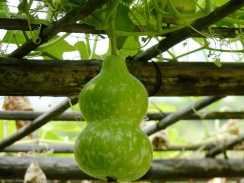 甲亢可以吃葫芦瓜,天然食疗新选择