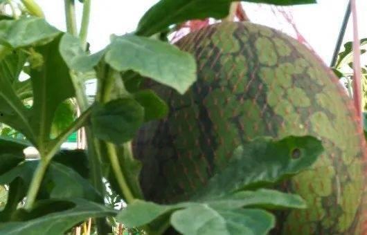 罗罗吃瓜深圳,揭秘深圳美食江湖