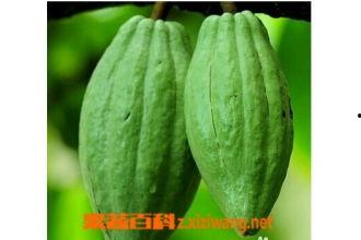 特大乳瓜怎么吃,美味与营养的完美融合